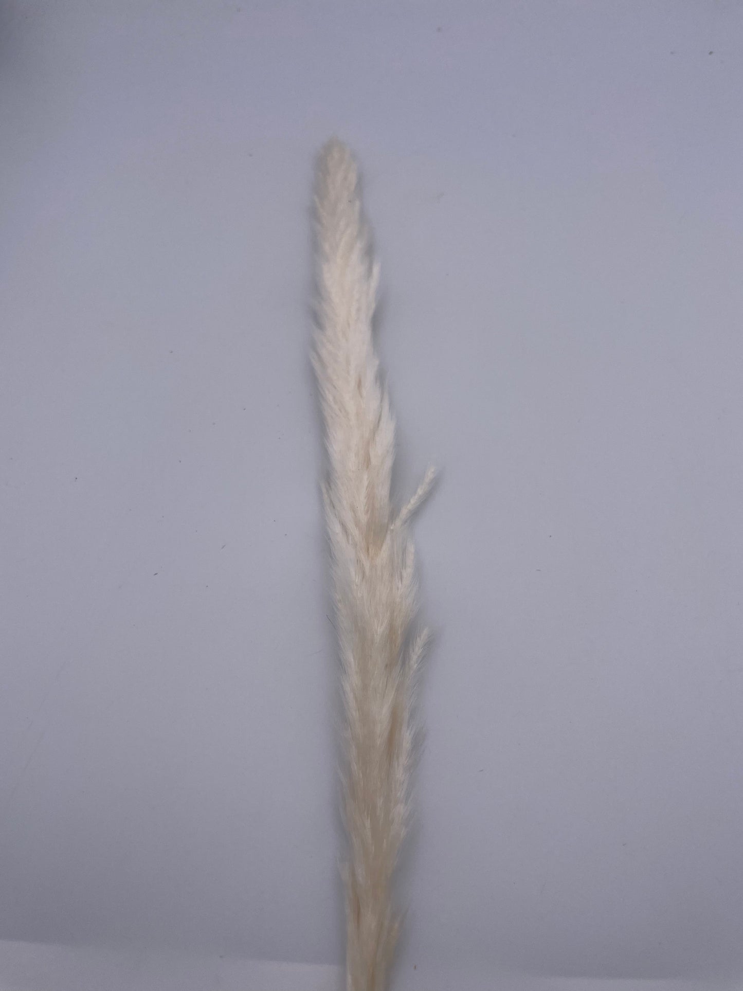 Mix & Match Stems 5 Pcs.