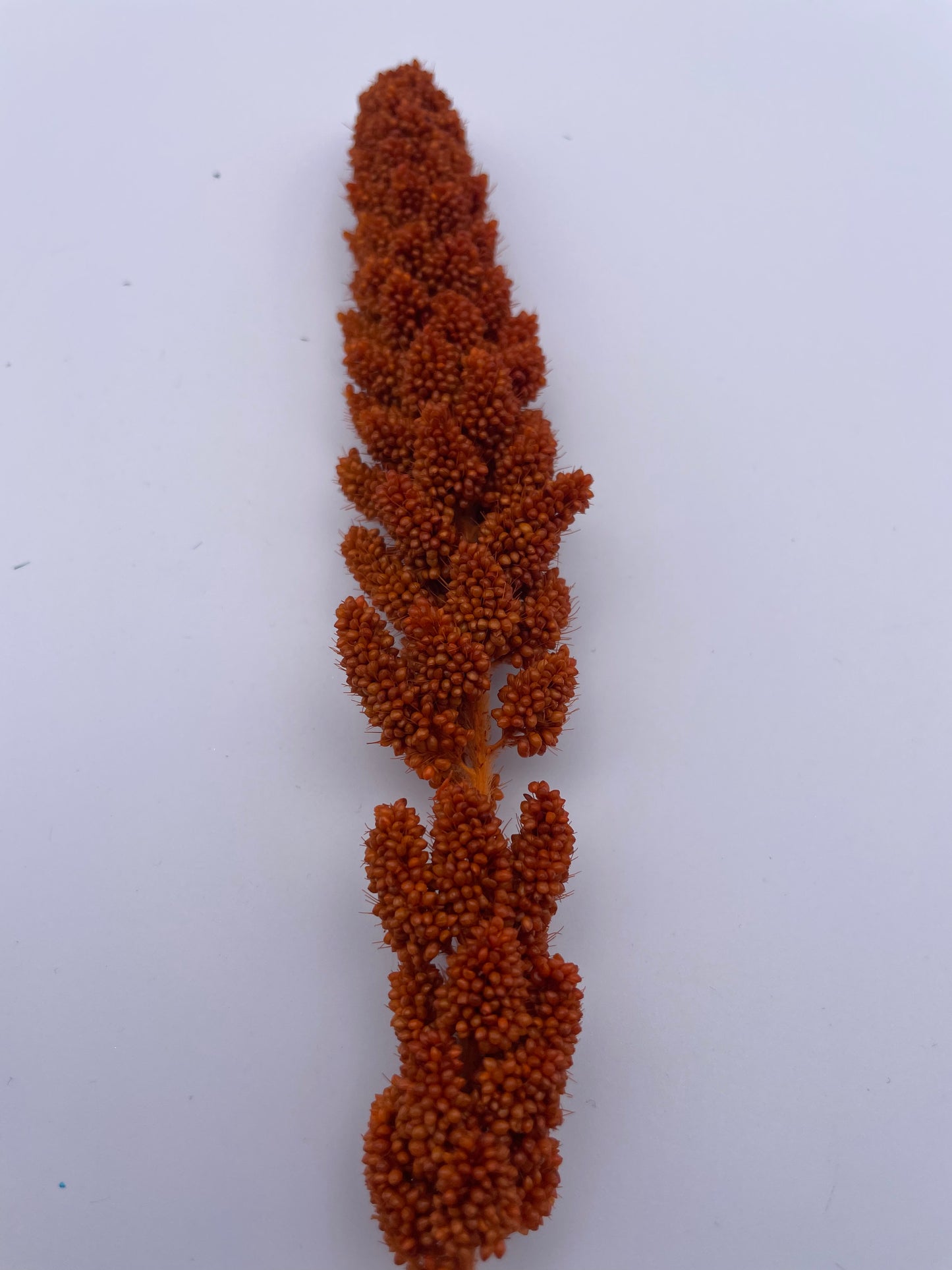 Mix & Match Stems 5 Pcs.