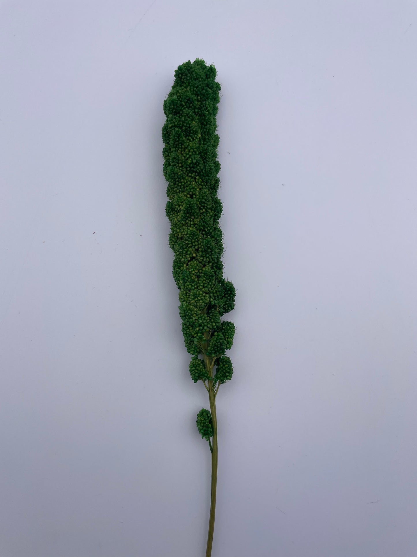 Mix & Match Stems 5 Pcs.
