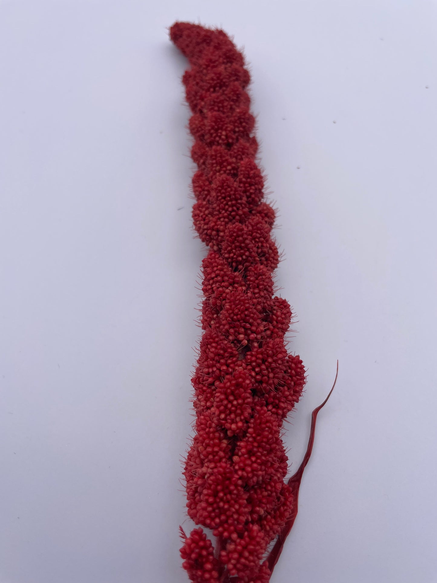 Mix & Match Stems 5 Pcs.