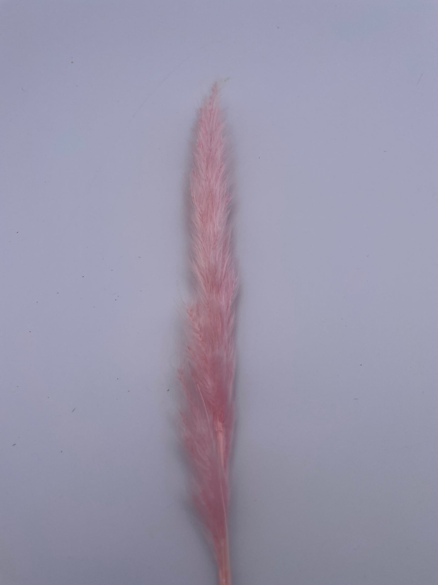 Mix & Match Stems 5 Pcs.