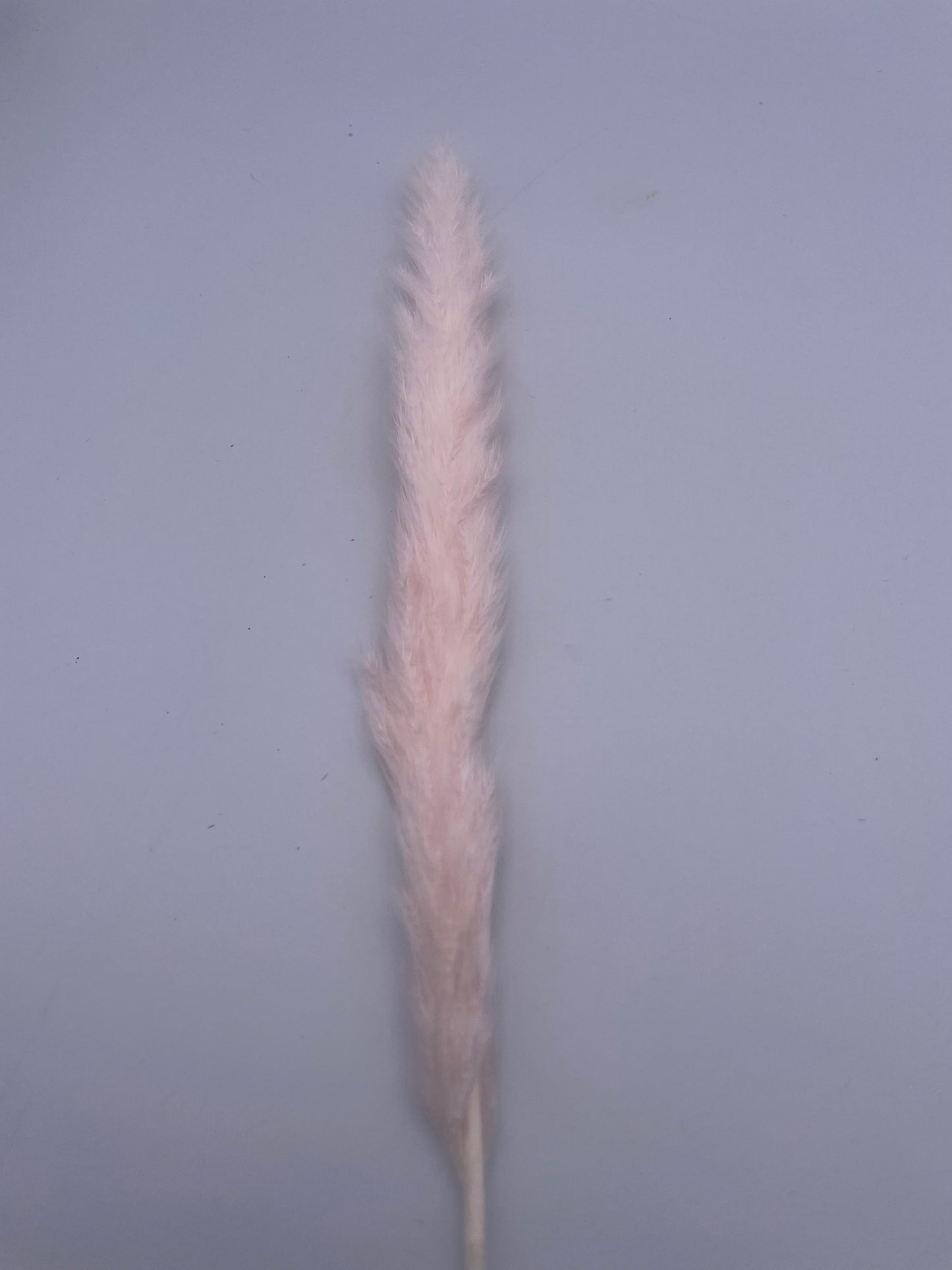 Mix & Match Stems 5 Pcs.