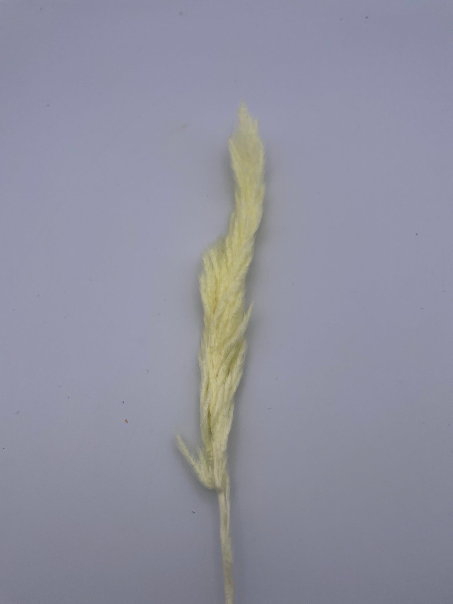 Mix & Match Stems 5 Pcs.